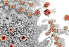 Virus Coruna: владельцы старых iPhone могут потерять криптовалюту
