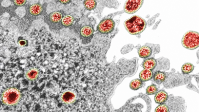 Virus Coruna: владельцы старых iPhone могут потерять криптовалюту